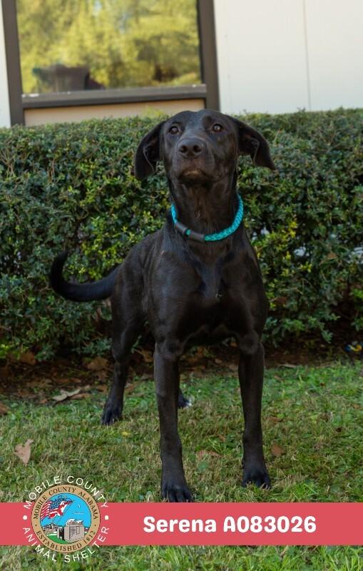 Enlarge Serena, a Adoptable Labrador Retriever in Mobile, AL image 3/3