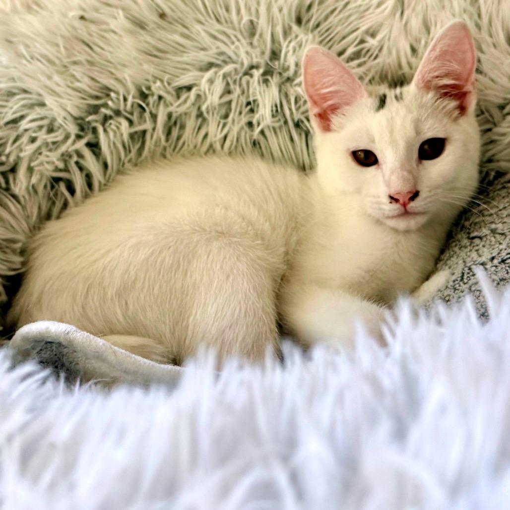 Enlarge Peggy Sue, a Adoptable Domestic Short Hair in Greensboro, GA image 1/6