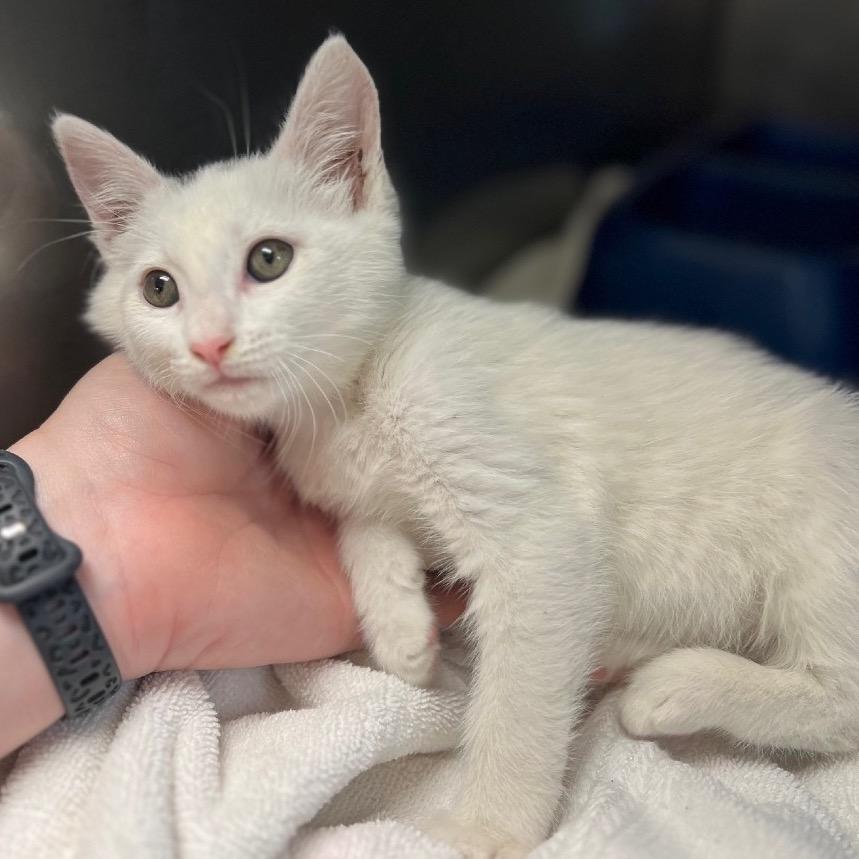 Peggy Sue, Adoptable, Kitten Female Domestic Short Hair.