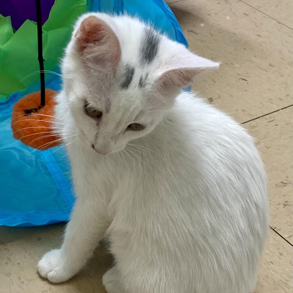 Peggy Sue, a Adoptable Domestic Short Hair in Greensboro, GA image 2/4