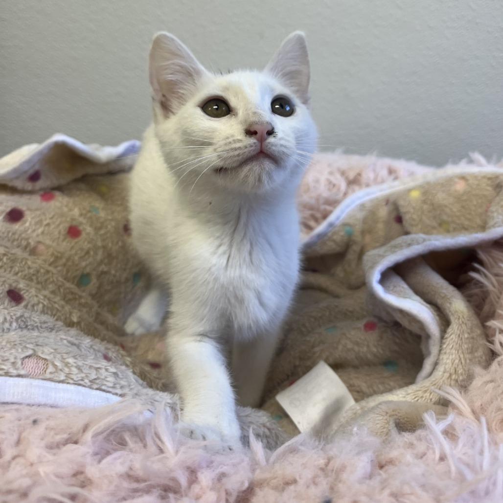 Peggy Sue, a Adoptable Domestic Short Hair in Greensboro, GA image 3/4