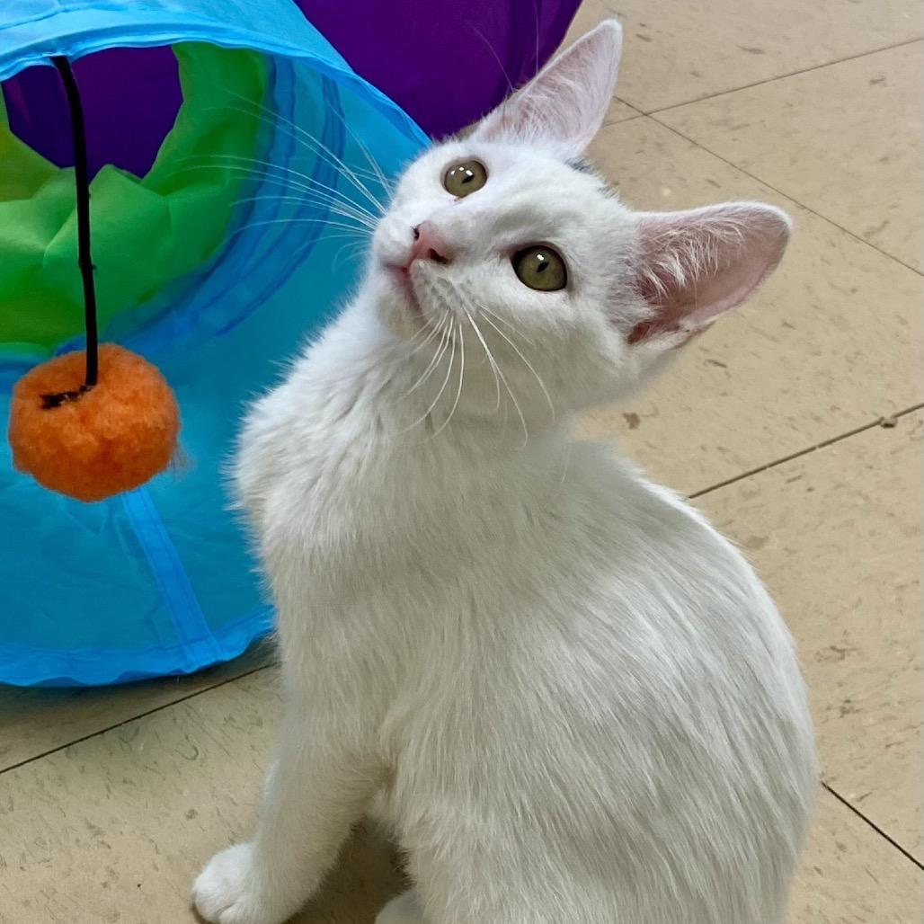 Peggy Sue, a Adoptable Domestic Short Hair in Greensboro, GA image 4/4