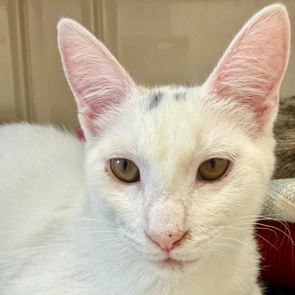 Enlarge Peggy Sue, a Adoptable Domestic Short Hair in Greensboro, GA image 6/6