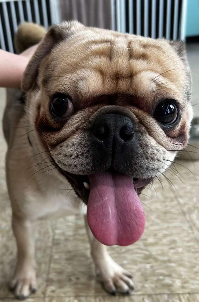 Enlarge Bottega, an adopted mixed breed in Glendale, NY image 3/5