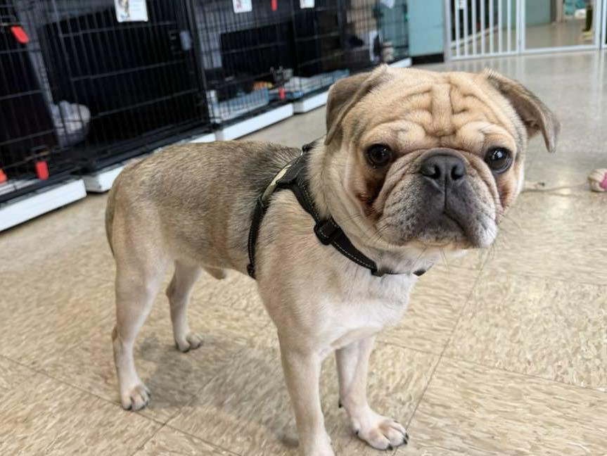 Enlarge Bottega, an adopted mixed breed in Glendale, NY image 5/5