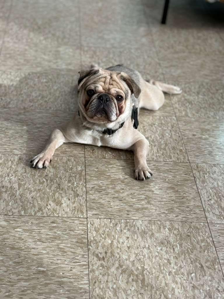 Enlarge Bottega, an adopted mixed breed in Glendale, NY image 4/5