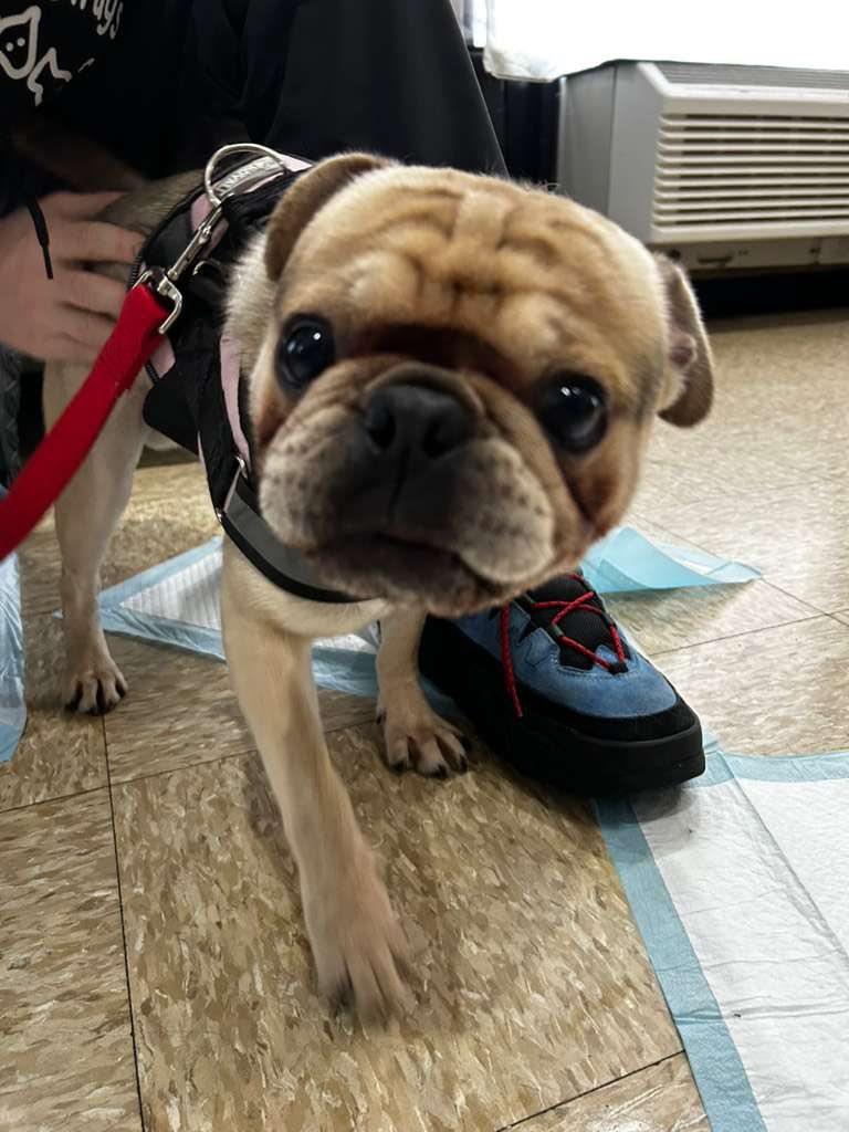 Enlarge Bottega, an adopted mixed breed in Glendale, NY image 2/5