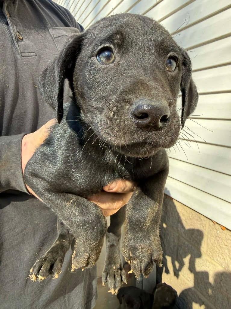 Blu 249, Adoptable, Puppy Male Black Labrador Retriever & Australian Shepherd.