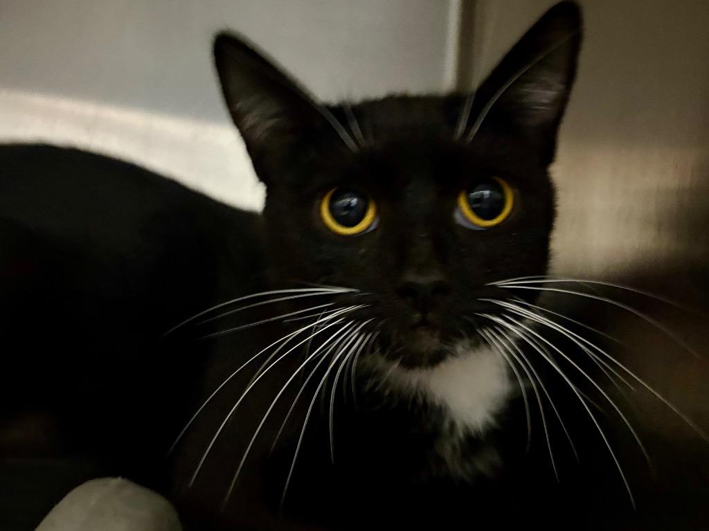 Joanie, Adoptable, Young Female Domestic Short Hair.