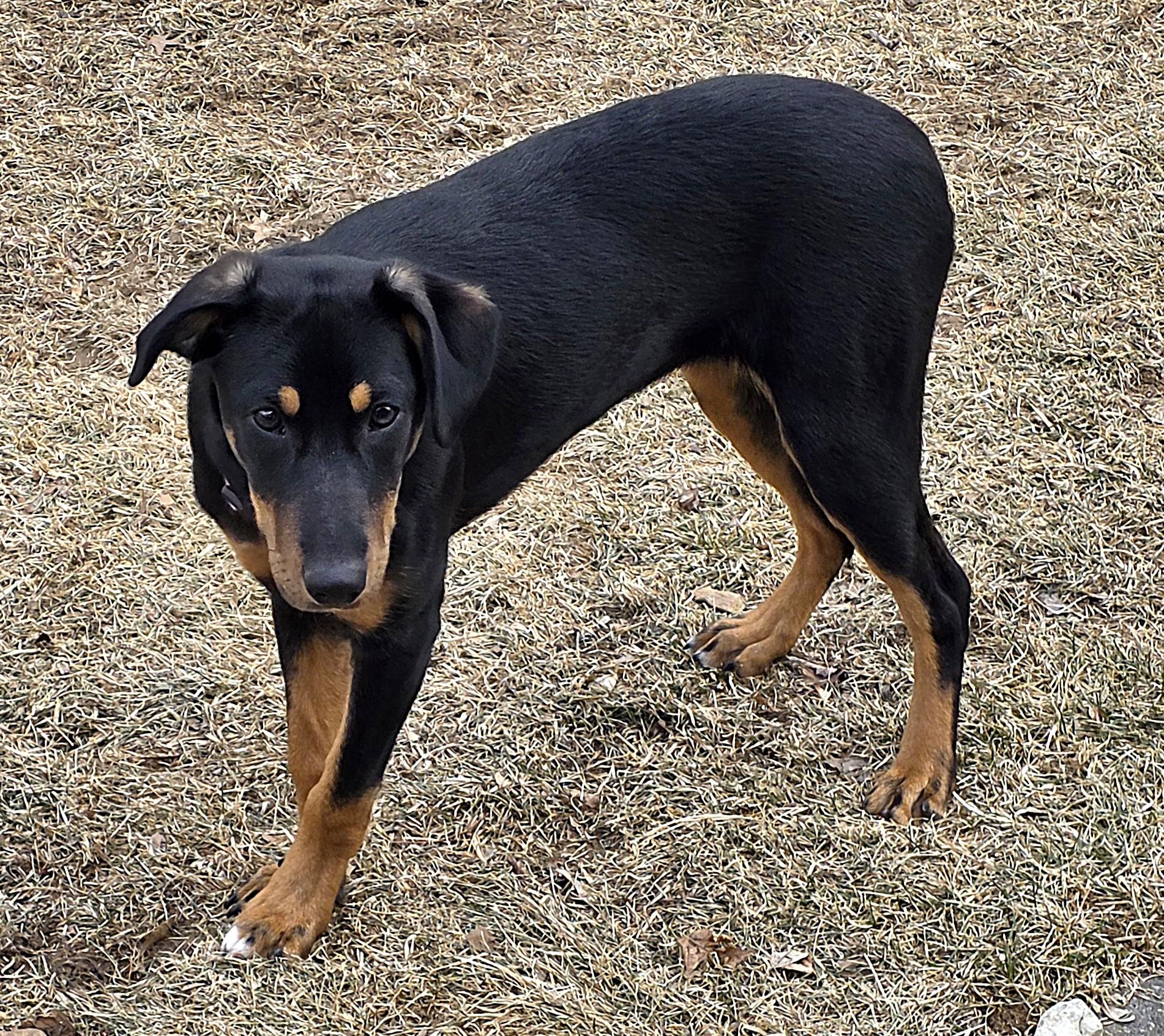 Jellybean, a ADOPTABLE mixed breed in Lisbon, IA image 3/6