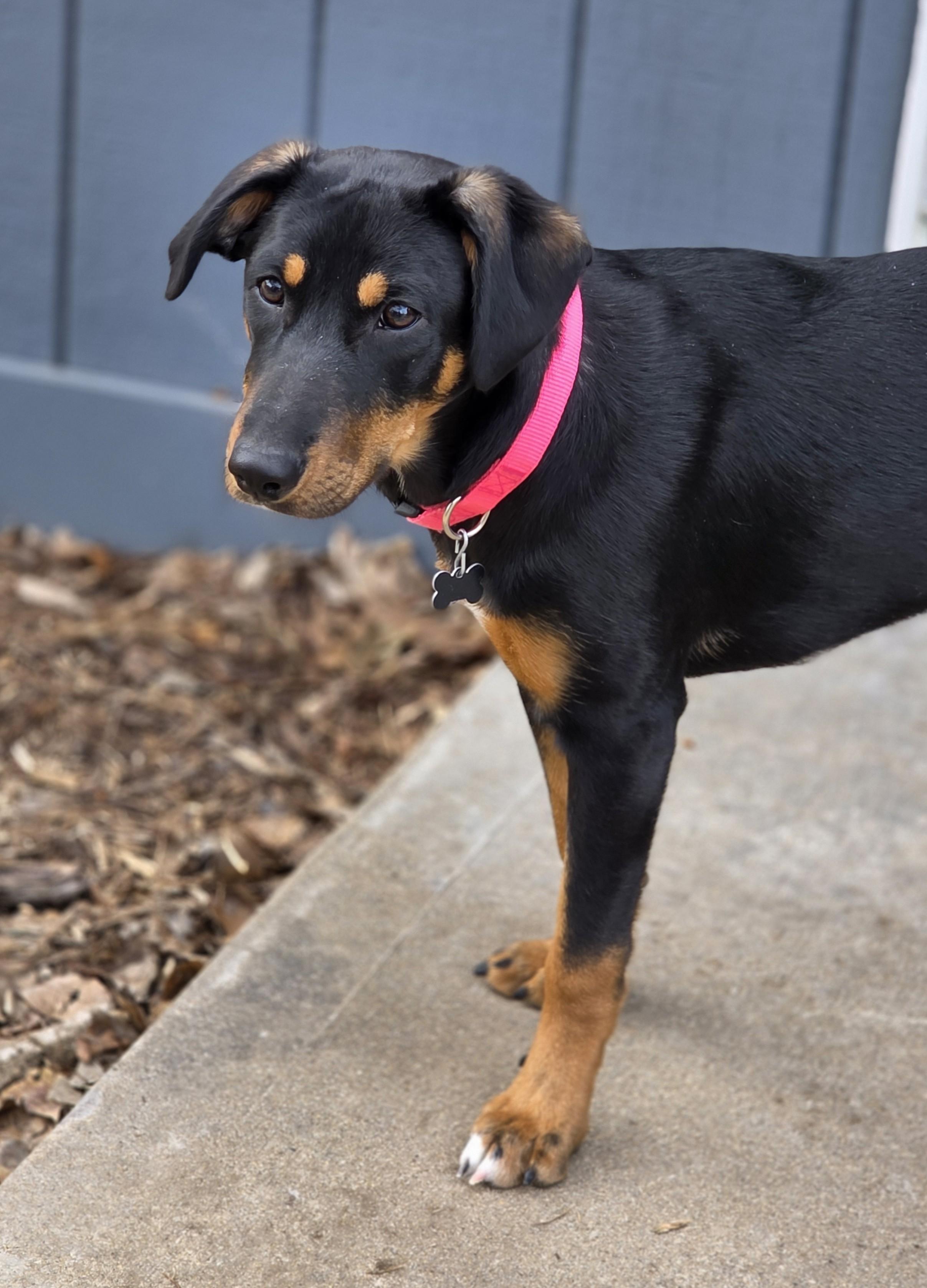 Jellybean, a ADOPTABLE mixed breed in Lisbon, IA image 4/6