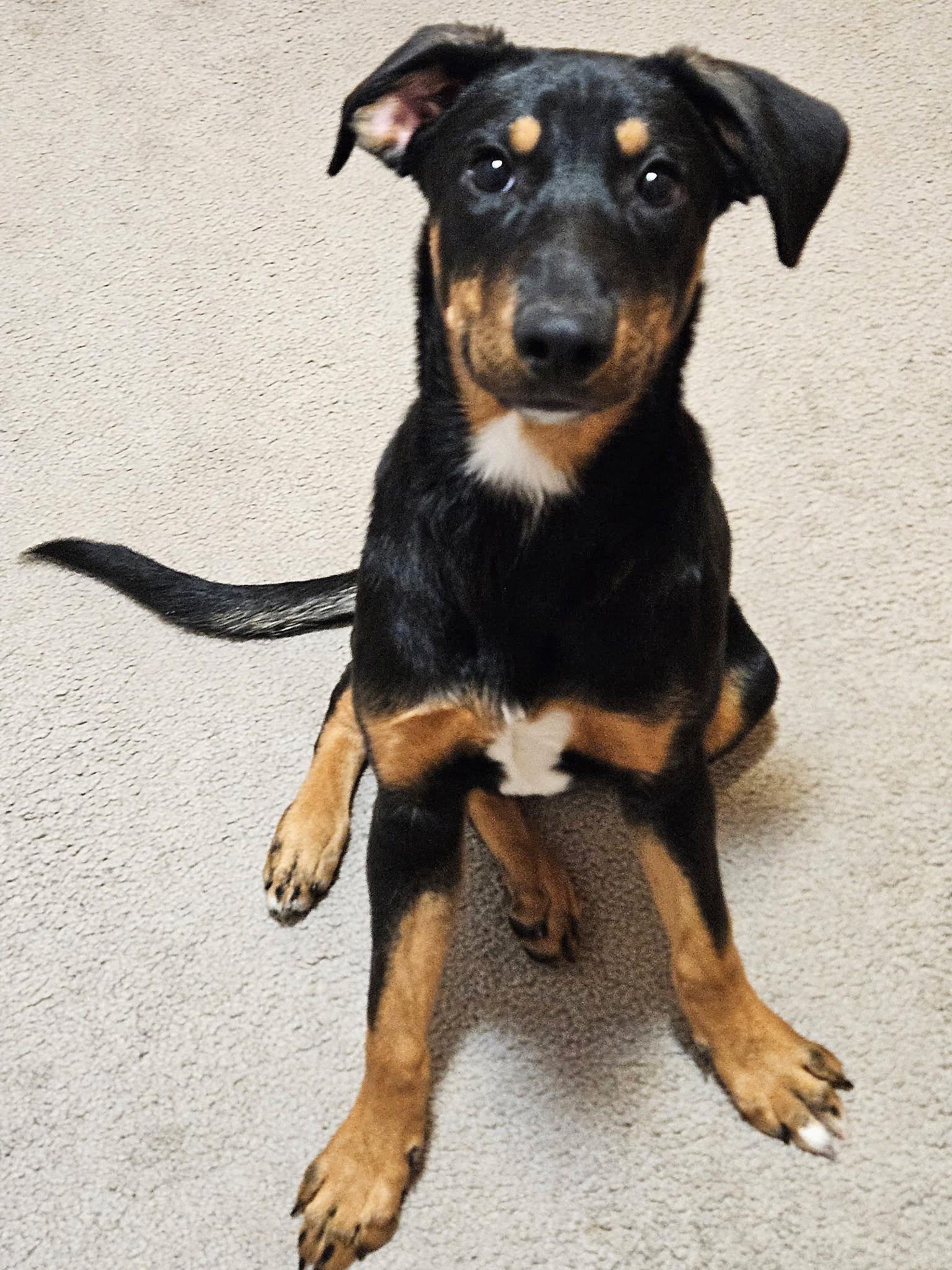 Jellybean, a ADOPTABLE mixed breed in Lisbon, IA image 1/6