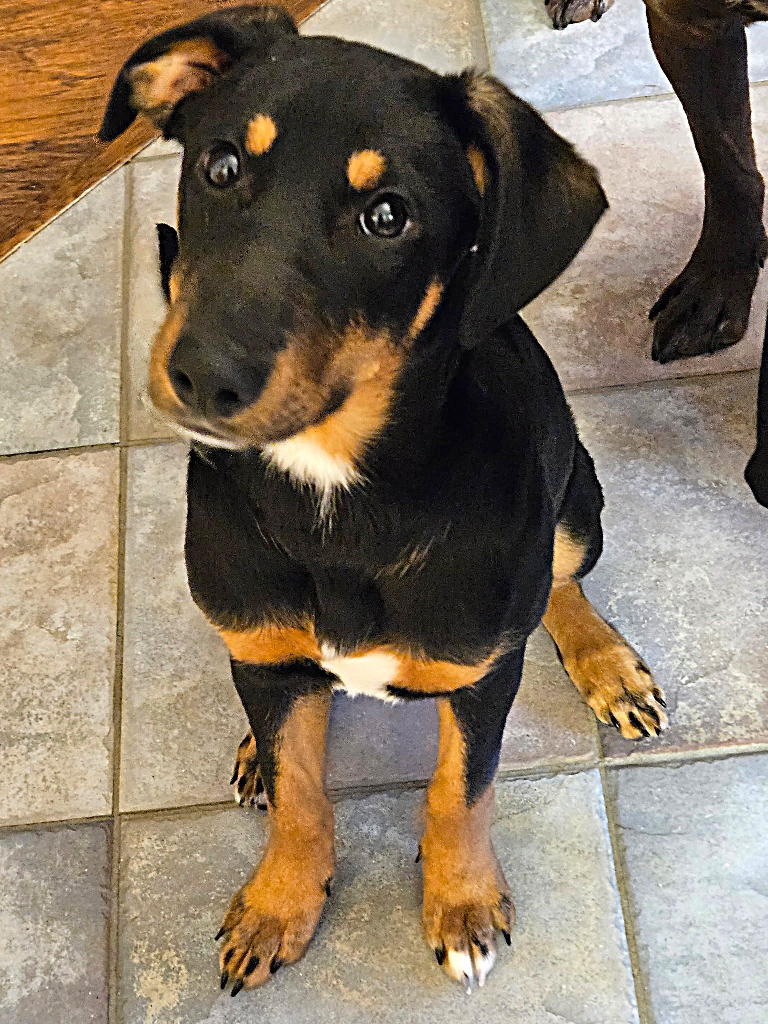 Jellybean, a ADOPTABLE mixed breed in Lisbon, IA image 5/6