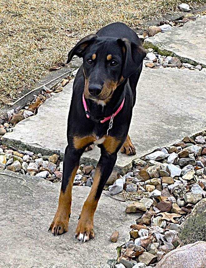 Jellybean, a ADOPTABLE mixed breed in Lisbon, IA image 6/6