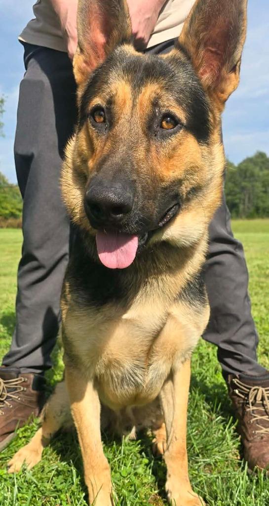 Max, Adoptable, Young Male German Shepherd Dog.