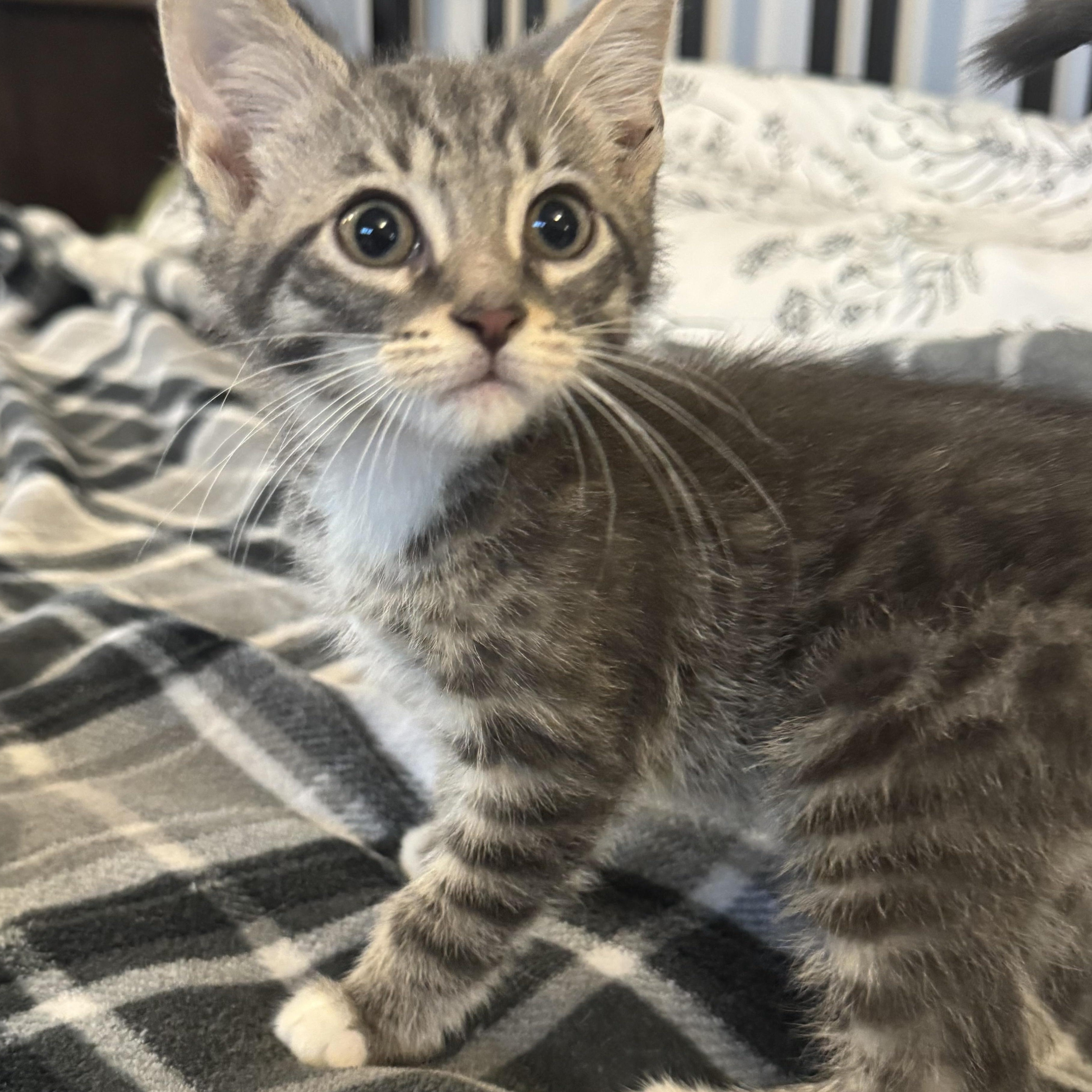 Drizzie, adopted, Kitten Male Domestic Short Hair.