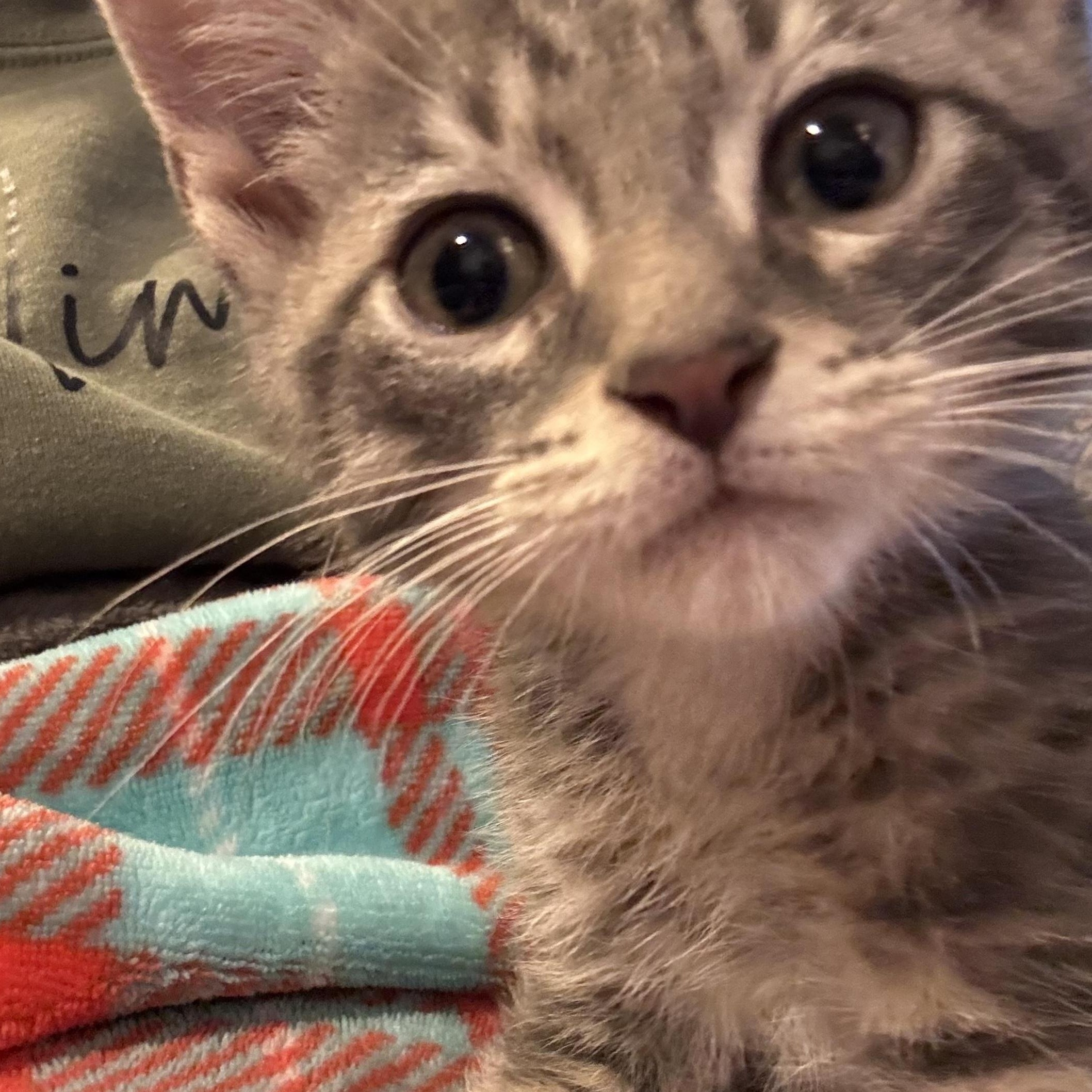 Enlarge Drizzie, an adopted Domestic Short Hair in East Amherst, NY image 5/5