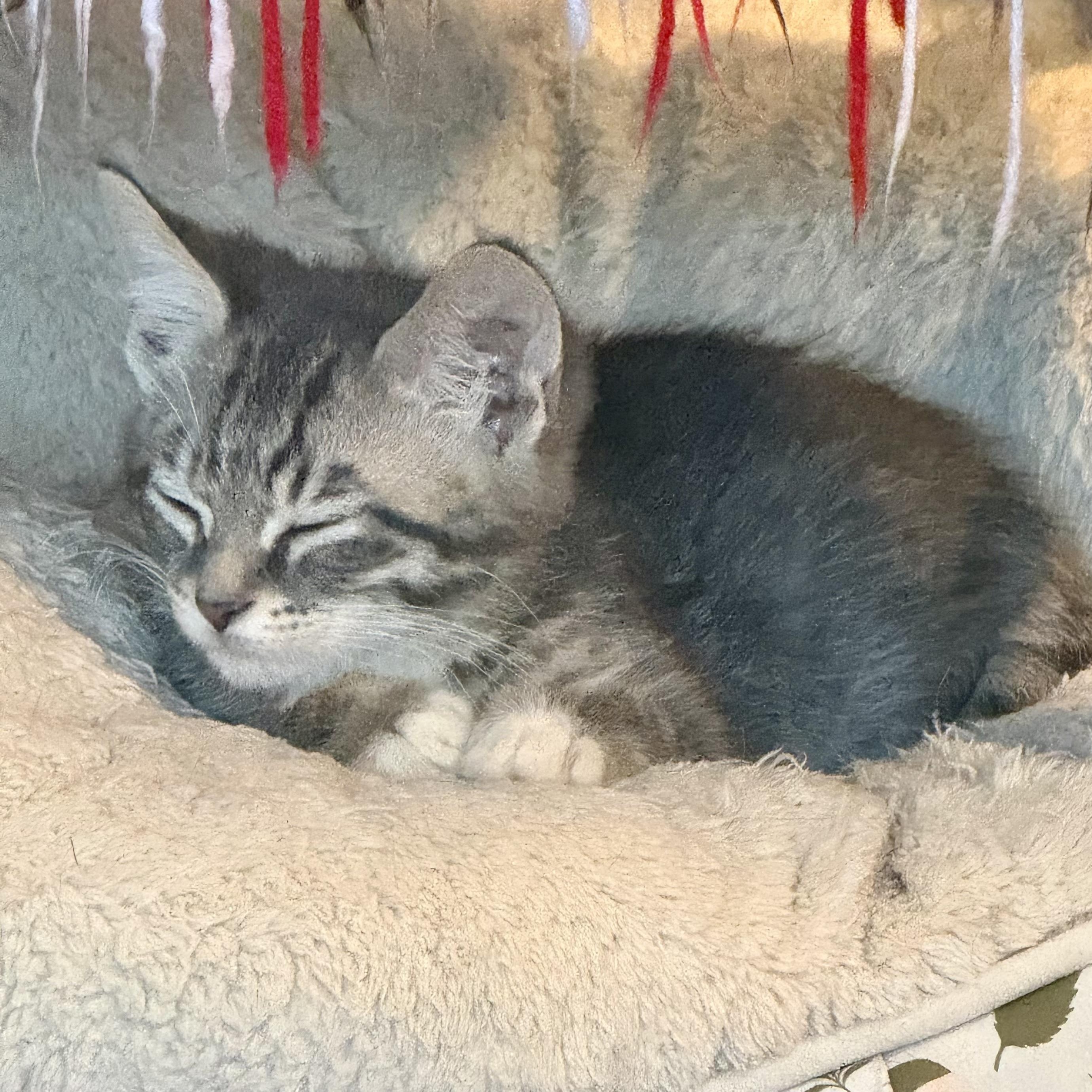Enlarge Drizzie, an adopted Domestic Short Hair in East Amherst, NY image 4/5