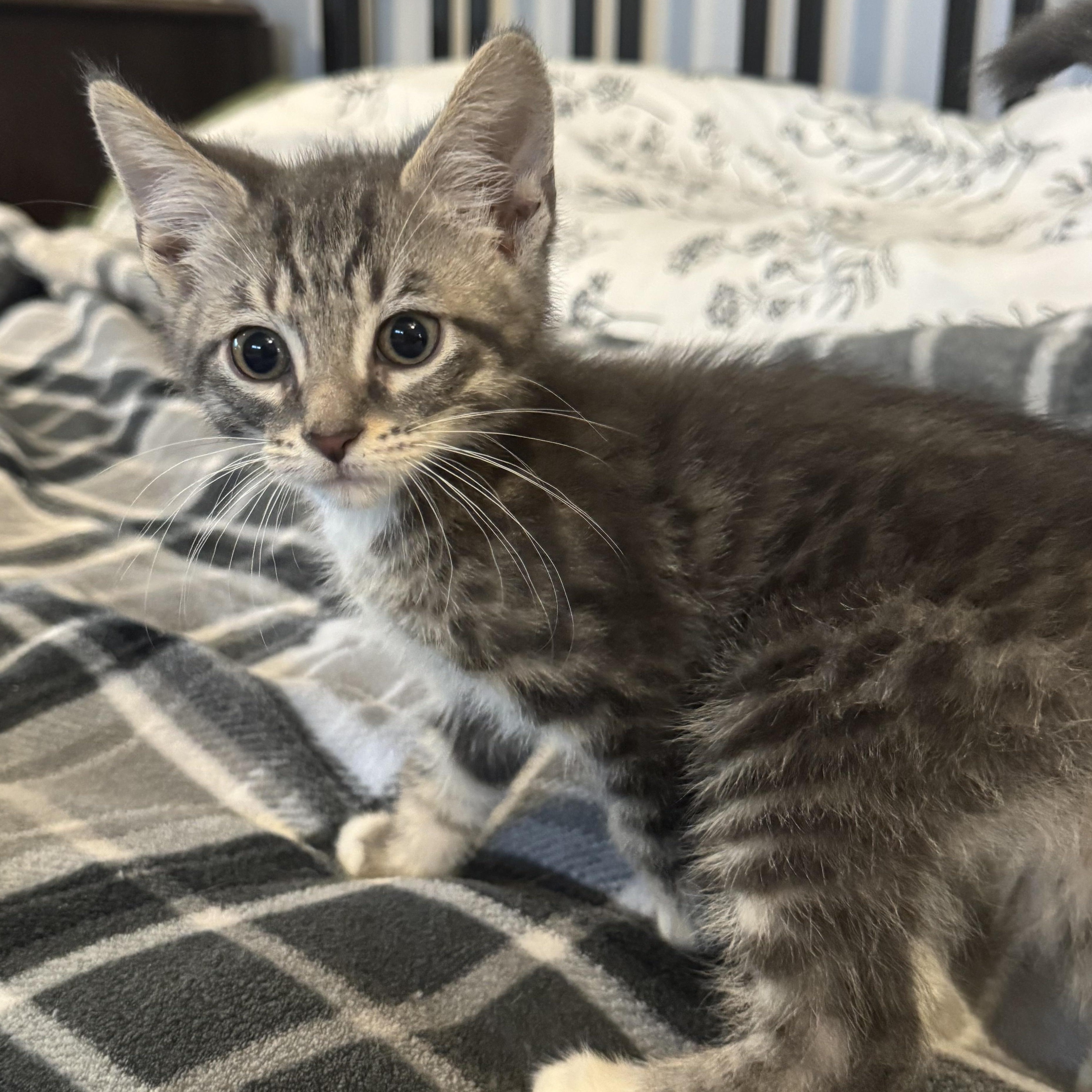 Enlarge Drizzie, an adopted Domestic Short Hair in East Amherst, NY image 2/5