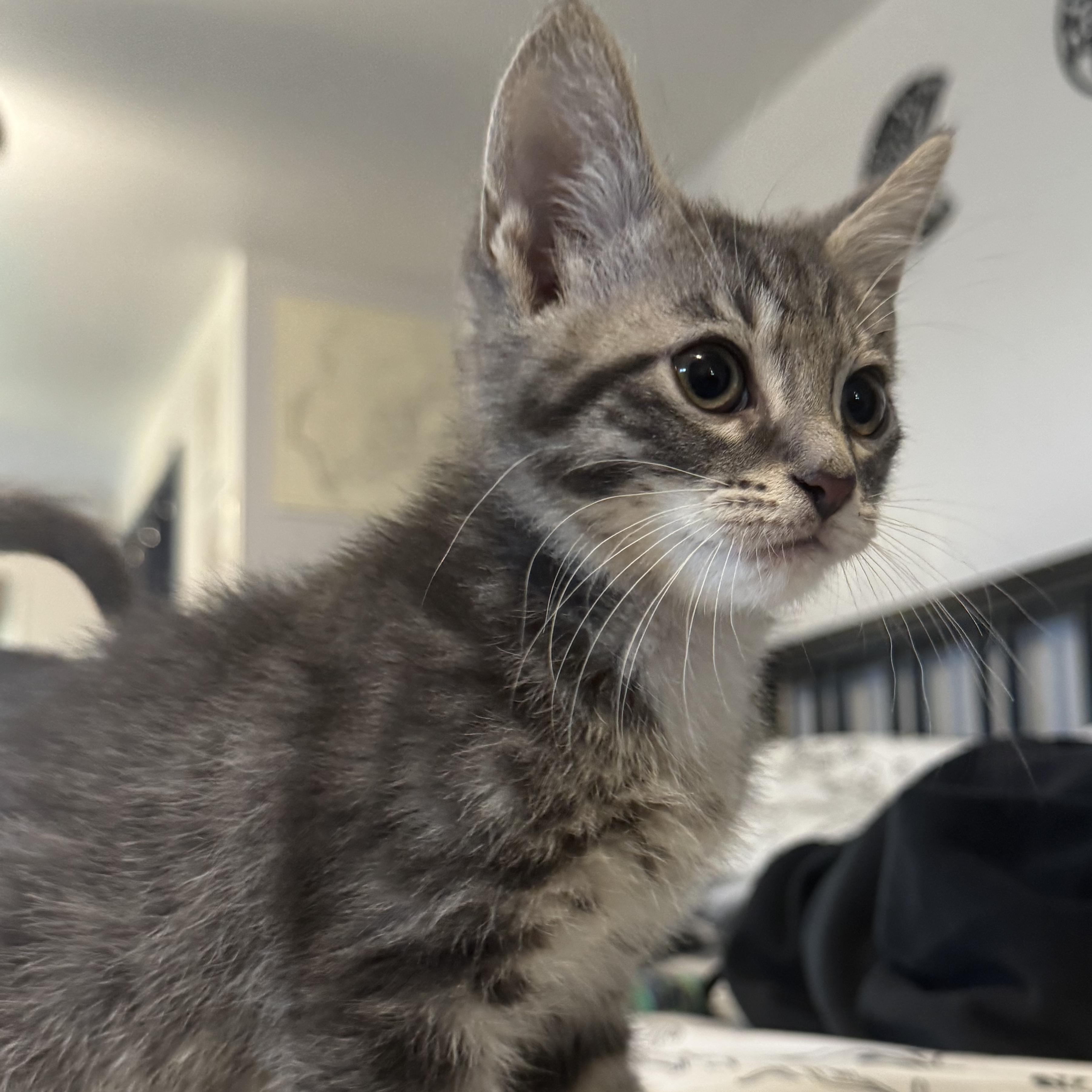 Enlarge Drizzie, an adopted Domestic Short Hair in East Amherst, NY image 3/5