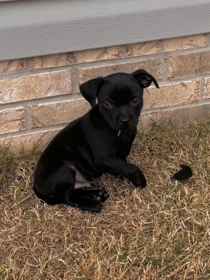 Dexter - Dresden Dog