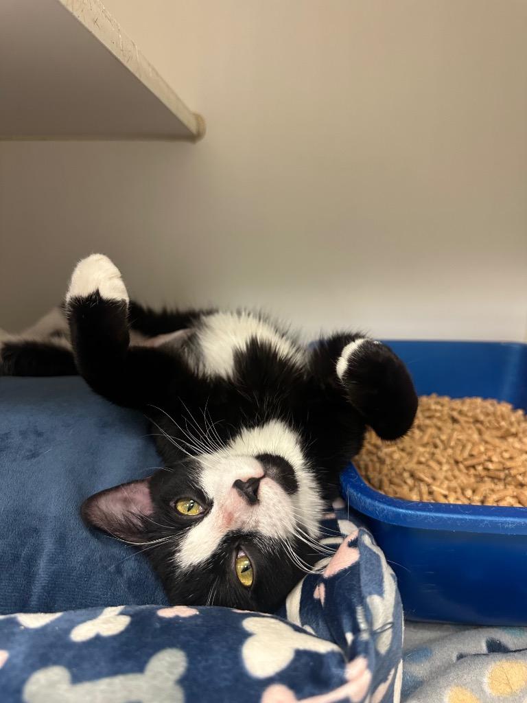 Victoria (Chock Creek), Adoptable, Young Female Domestic Short Hair.