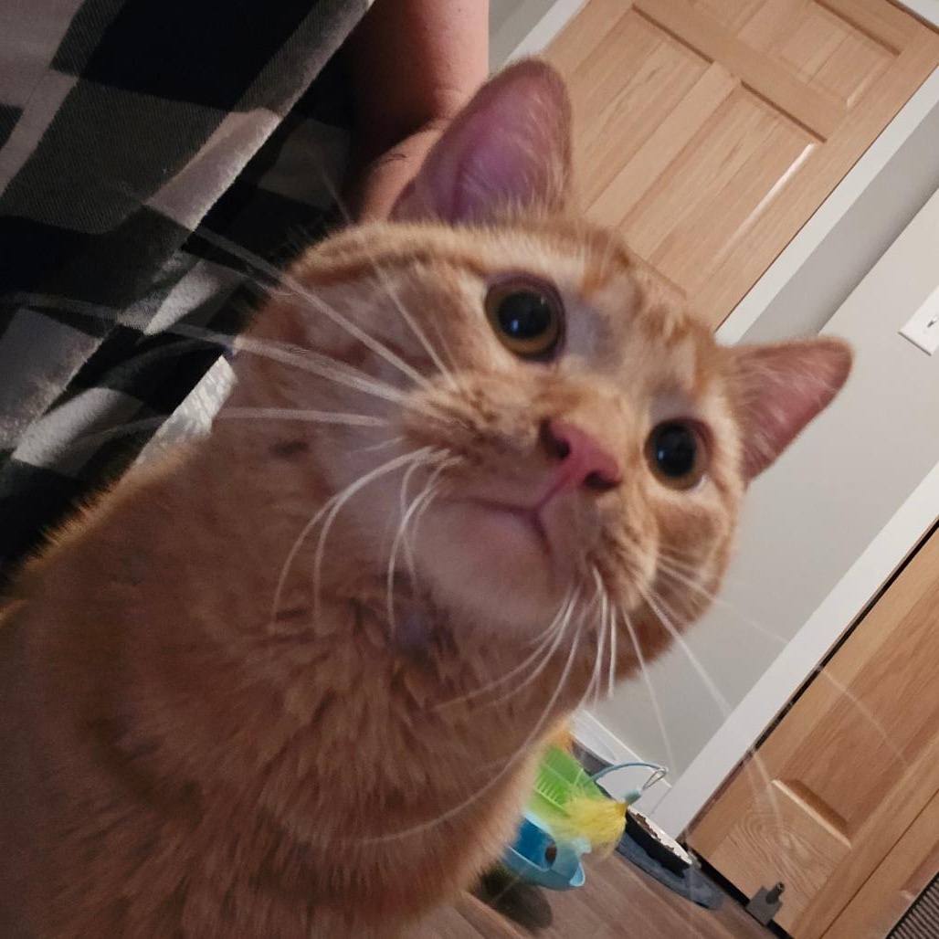 Harrington, Adoptable, Adult Male Domestic Short Hair & Domestic Short Hair.