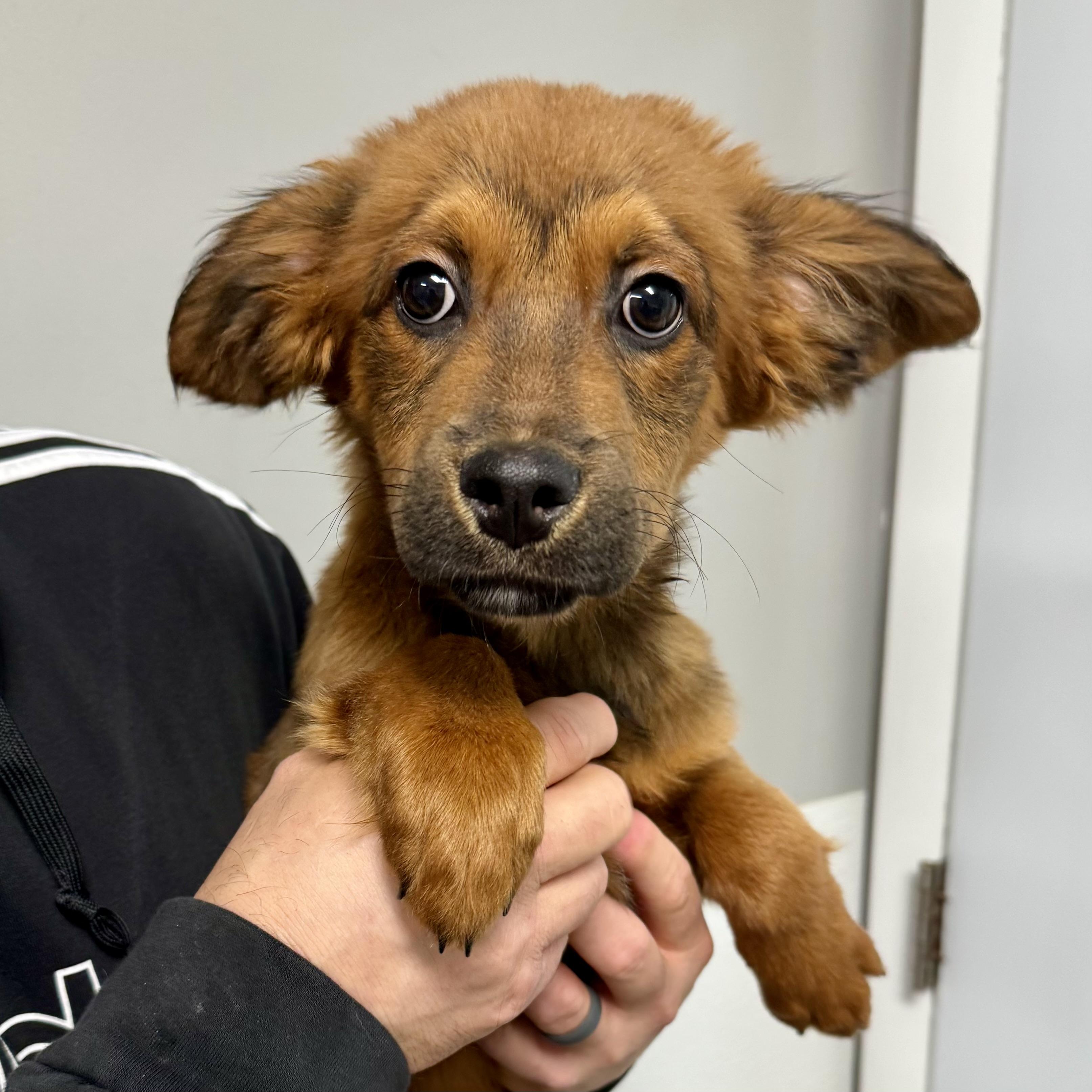 Enlarge SQUIRT, an adoptable mixed breed in Wilmington, OH image 1/3