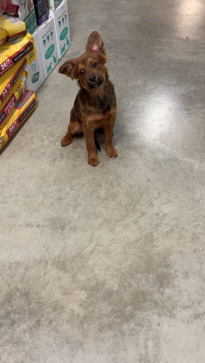 Enlarge SQUIRT—URGENT!, an adopted mixed breed in Wilmington, OH video 4/4