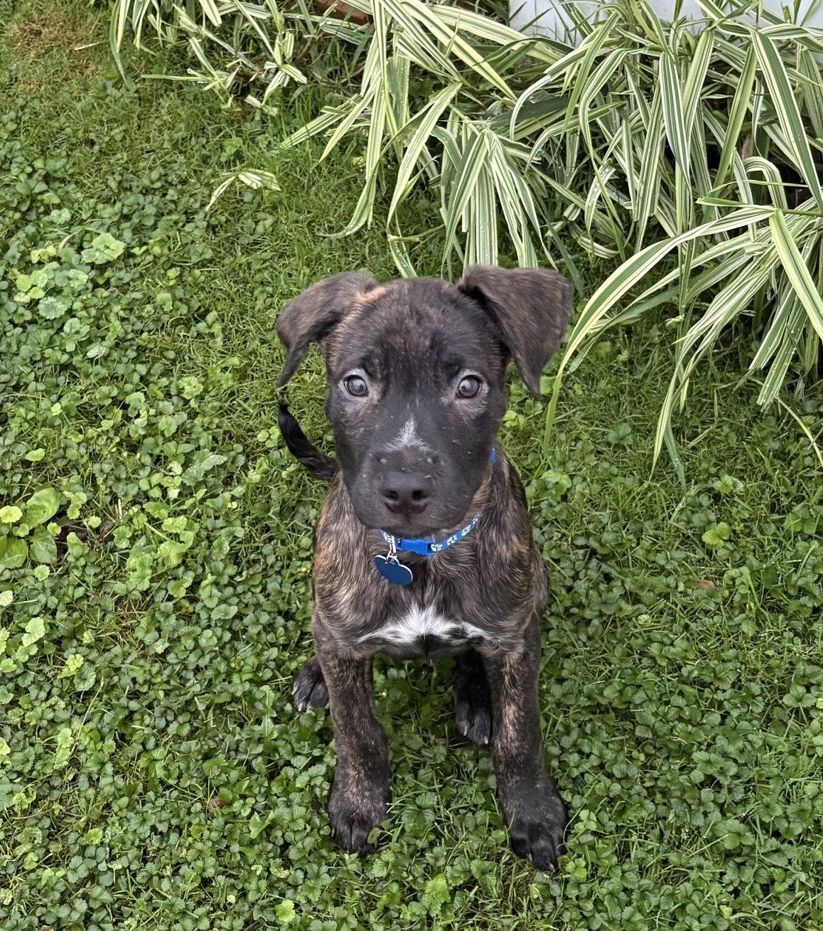 Candy Litter: Skittles, Adoptable, Puppy Male Labrador Retriever & Dalmatian.