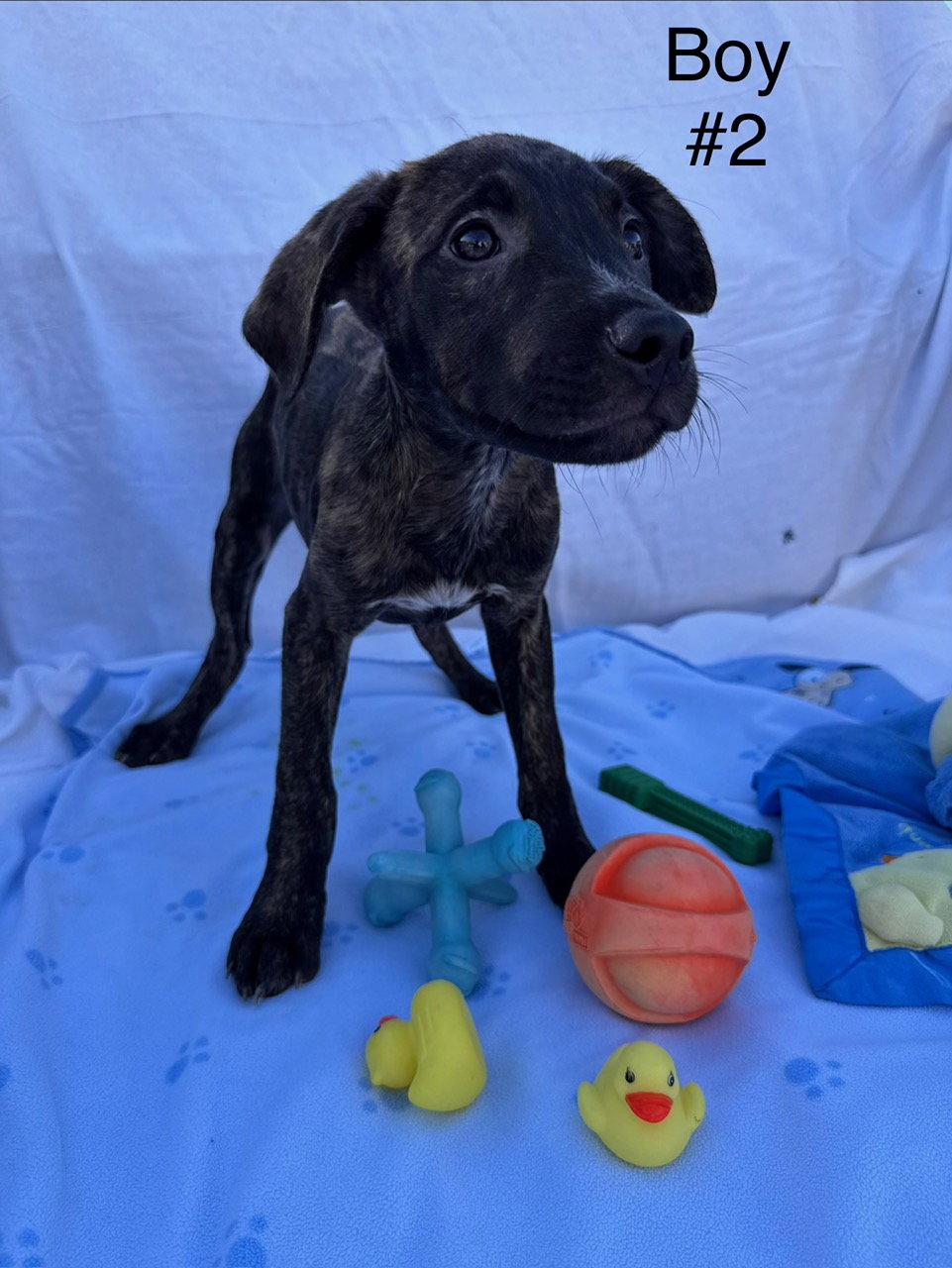 Enlarge Candy Litter:  Skittles, a Adoptable mixed breed in Berwick, PA image 2/3