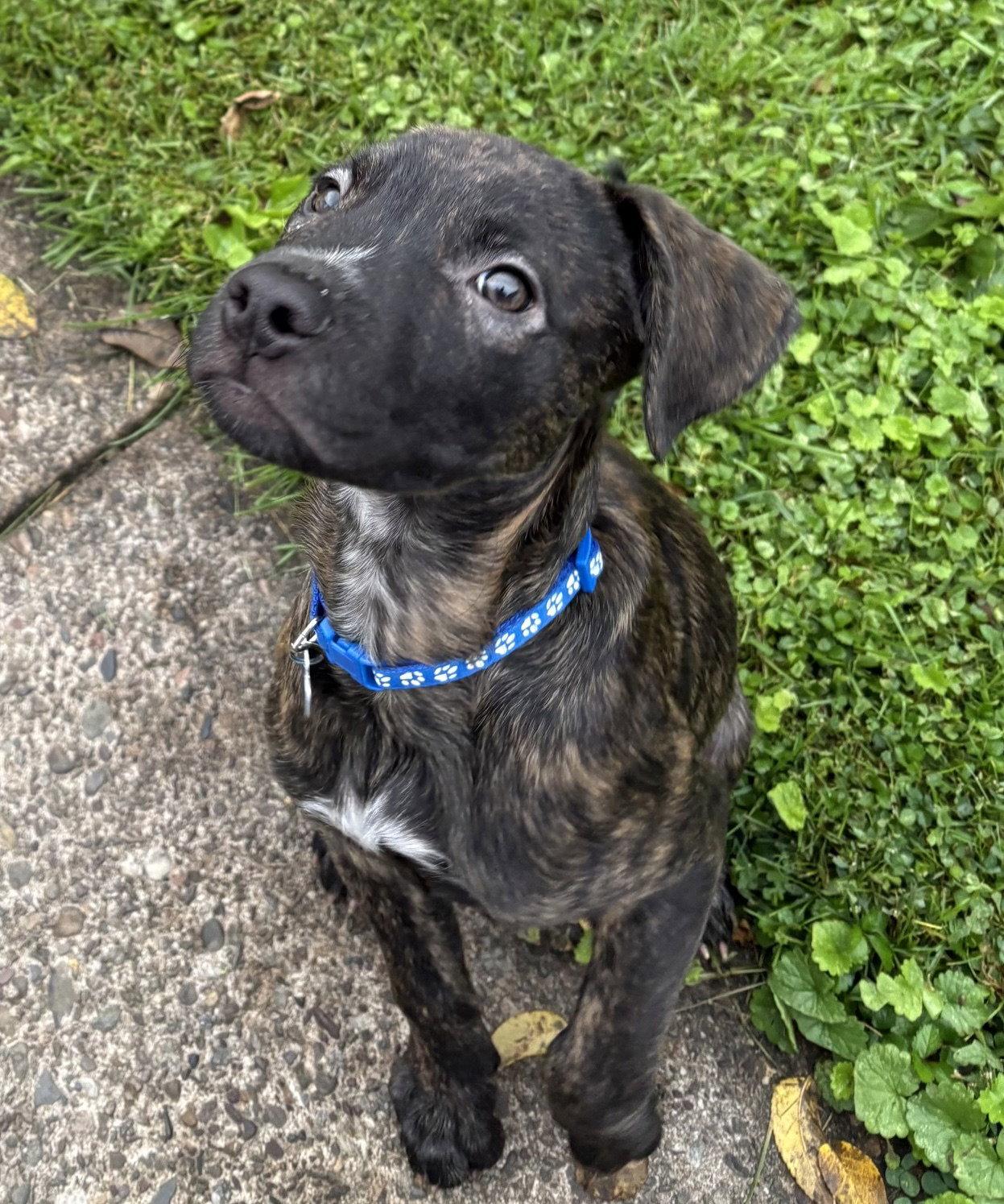 Enlarge Candy Litter:  Skittles, a Adoptable mixed breed in Berwick, PA image 3/3