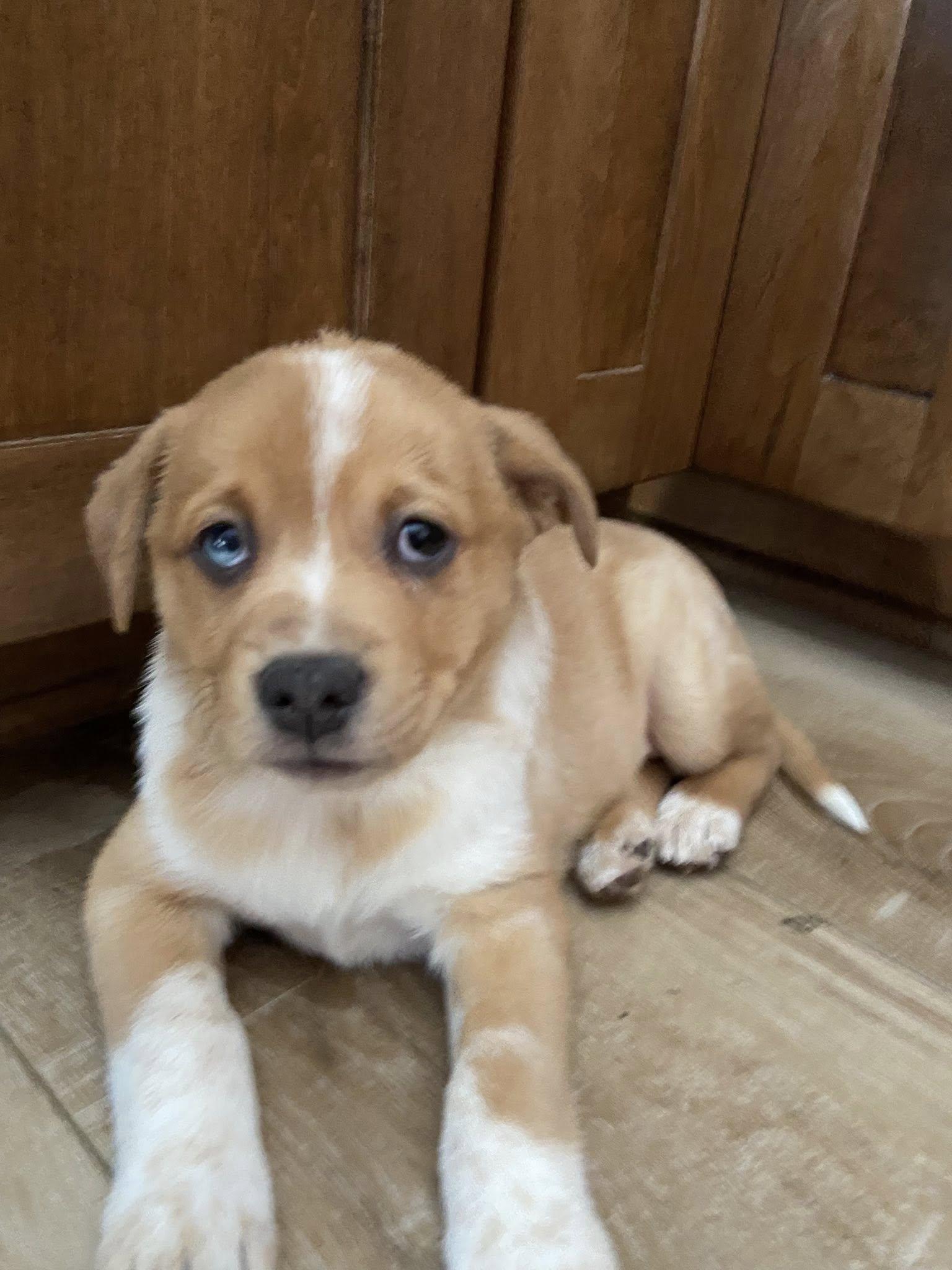 Enlarge Beau the tiny Aussie Mix Puppy, a Adoptable mixed breed in Muskego, WI image 3/5