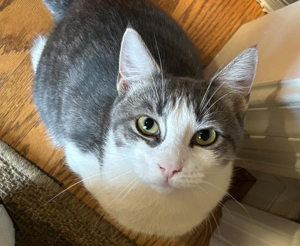 Donny, Adoptable, Kitten Male Domestic Short Hair.