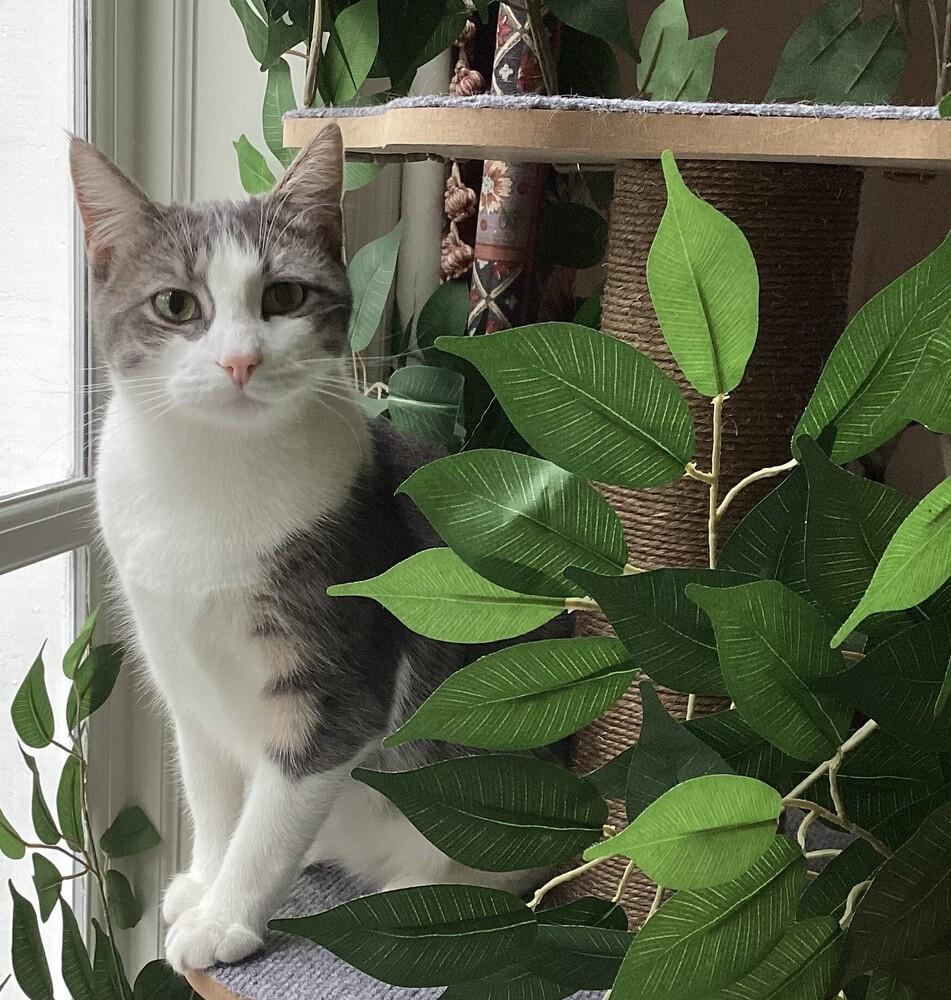 Donny, a Adoptable Domestic Short Hair in Henrico, VA image 4/5