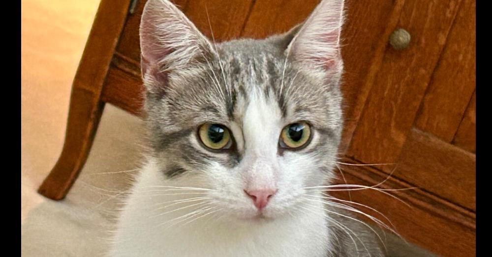 Donny, a Adoptable Domestic Short Hair in Henrico, VA image 5/5