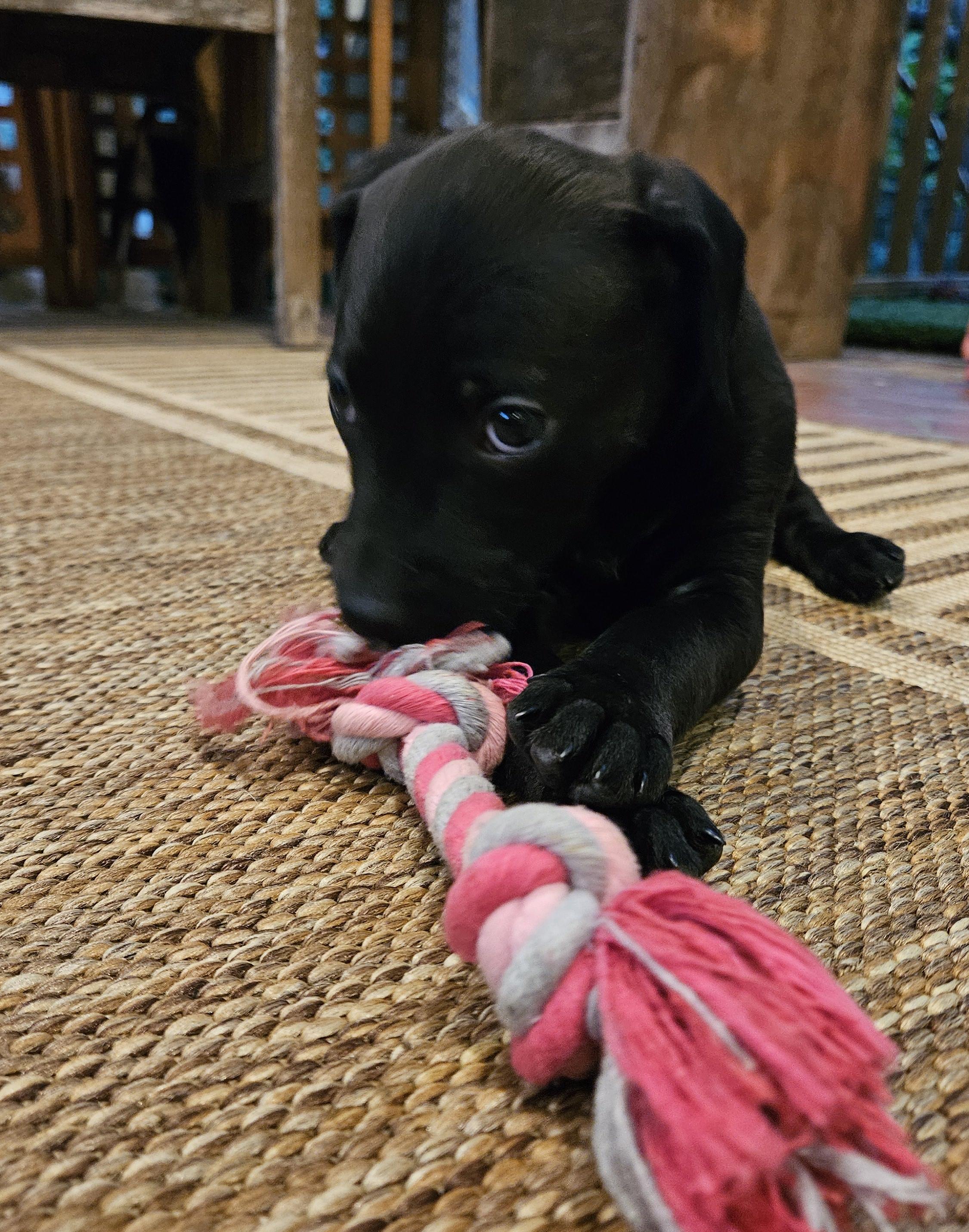 Enlarge July, a Adopted mixed breed in Rock Hill, SC image 4/4