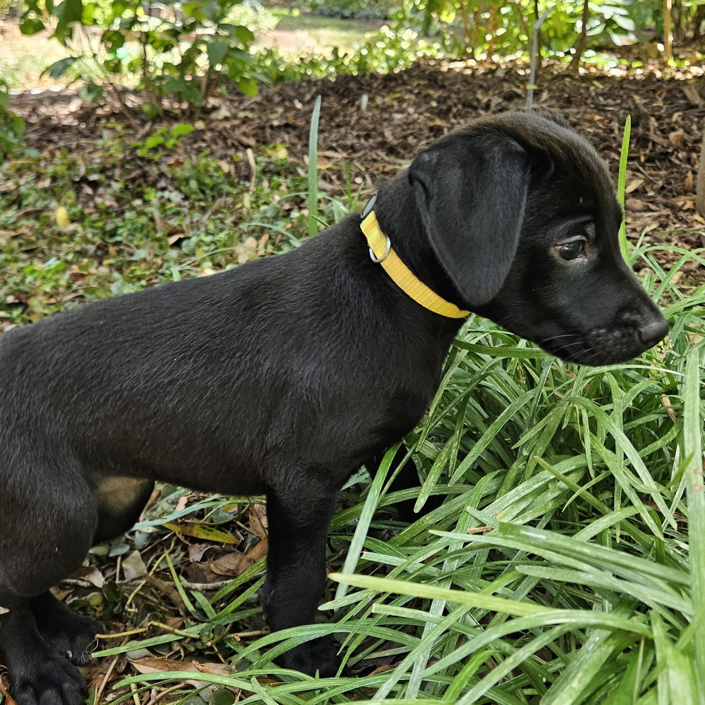 Enlarge July, a Adopted mixed breed in Rock Hill, SC image 2/4