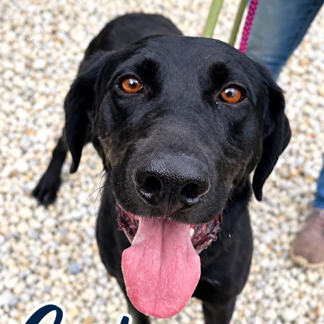 Enlarge Carter, a Adoptable Labrador Retriever in Jackson, NJ image 1/1
