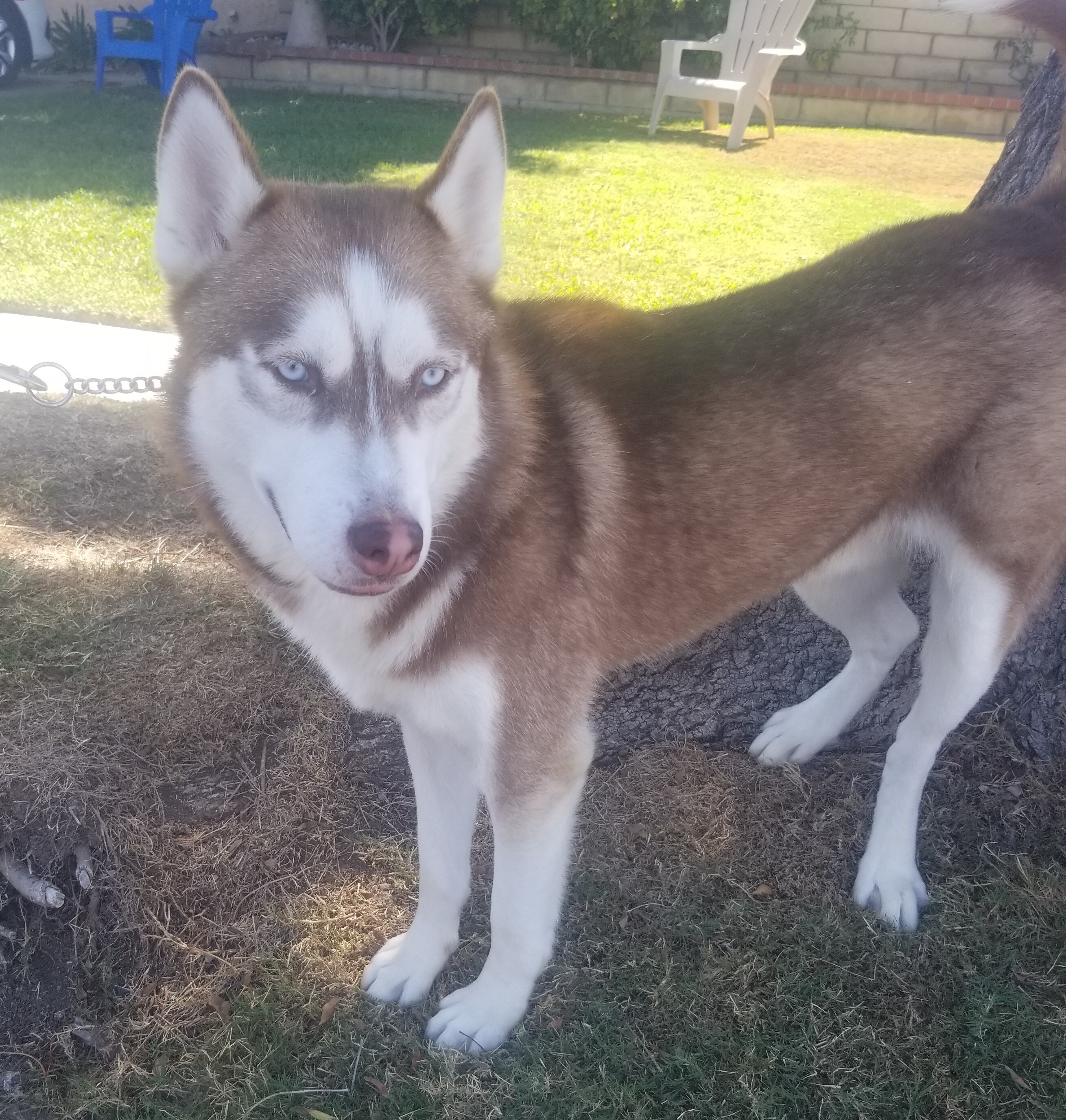 Enlarge Lenny, a Adoptable Siberian Husky in Newport Beach, CA image 1/10