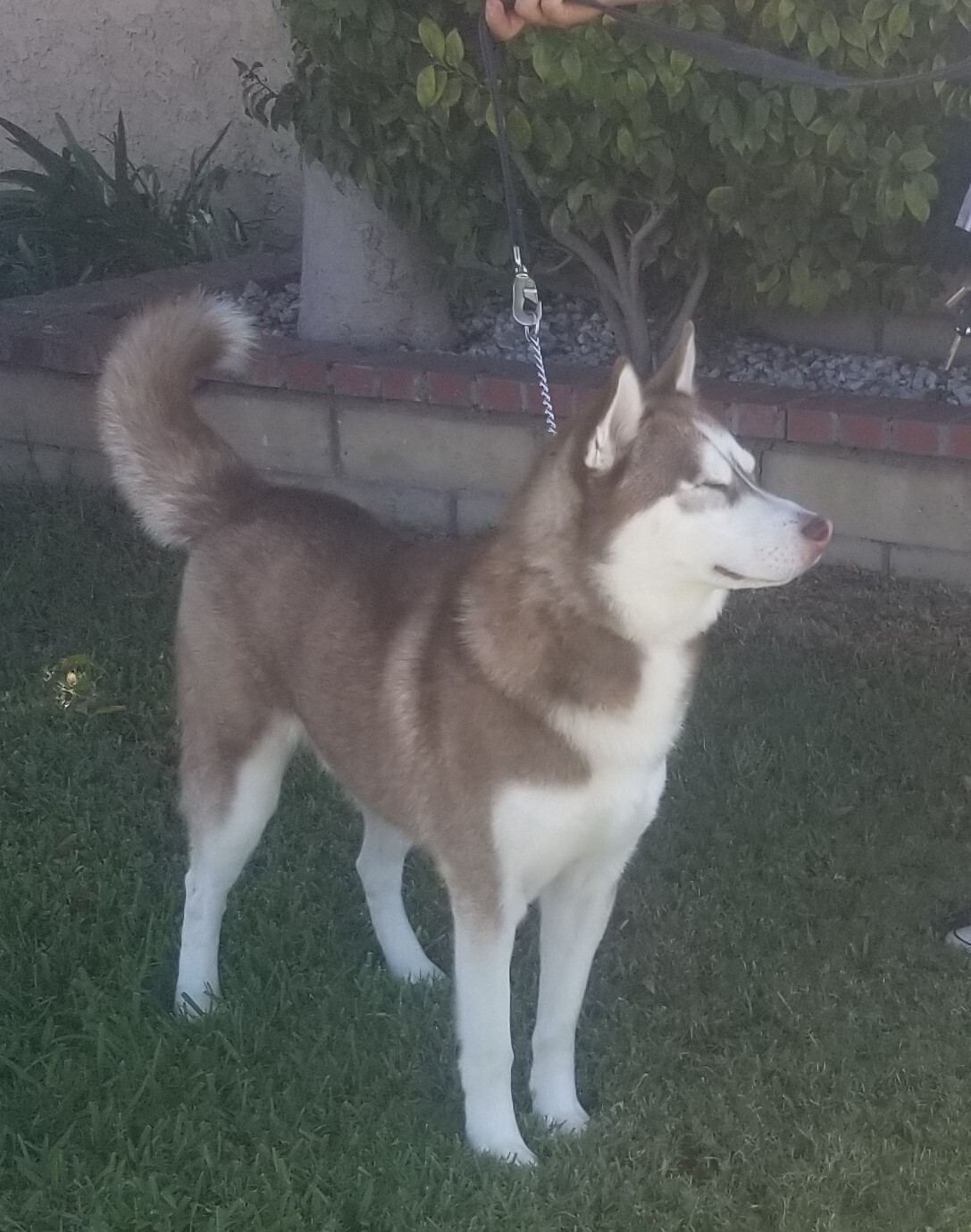 Enlarge Lenny, a Adoptable Siberian Husky in Newport Beach, CA image 2/10