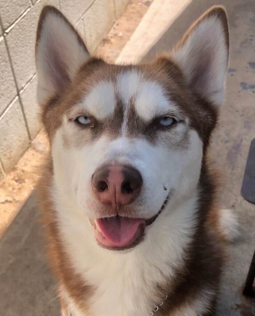 Enlarge Lenny, a Adoptable Siberian Husky in Newport Beach, CA image 3/10