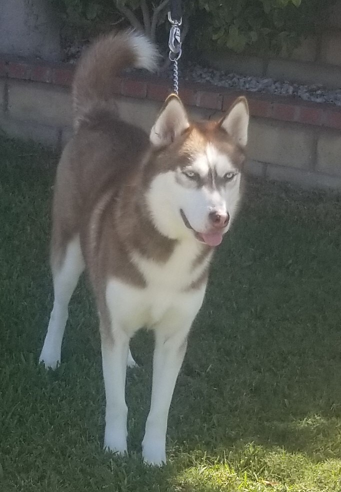 Enlarge Lenny, a Adoptable Siberian Husky in Newport Beach, CA image 4/10