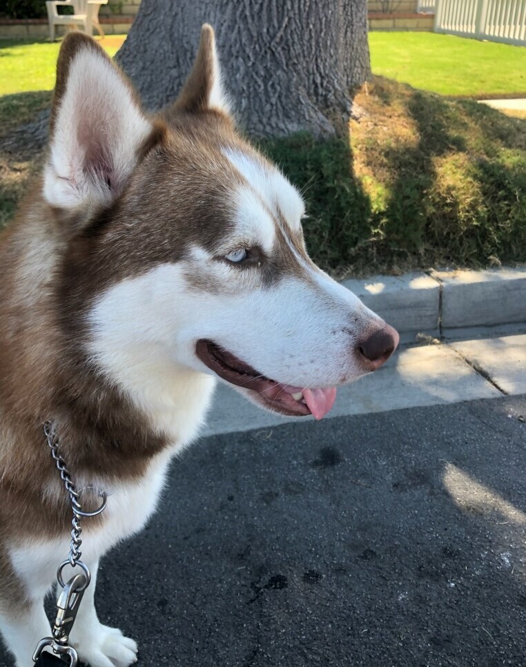 Enlarge Lenny, a Adoptable Siberian Husky in Newport Beach, CA image 5/10