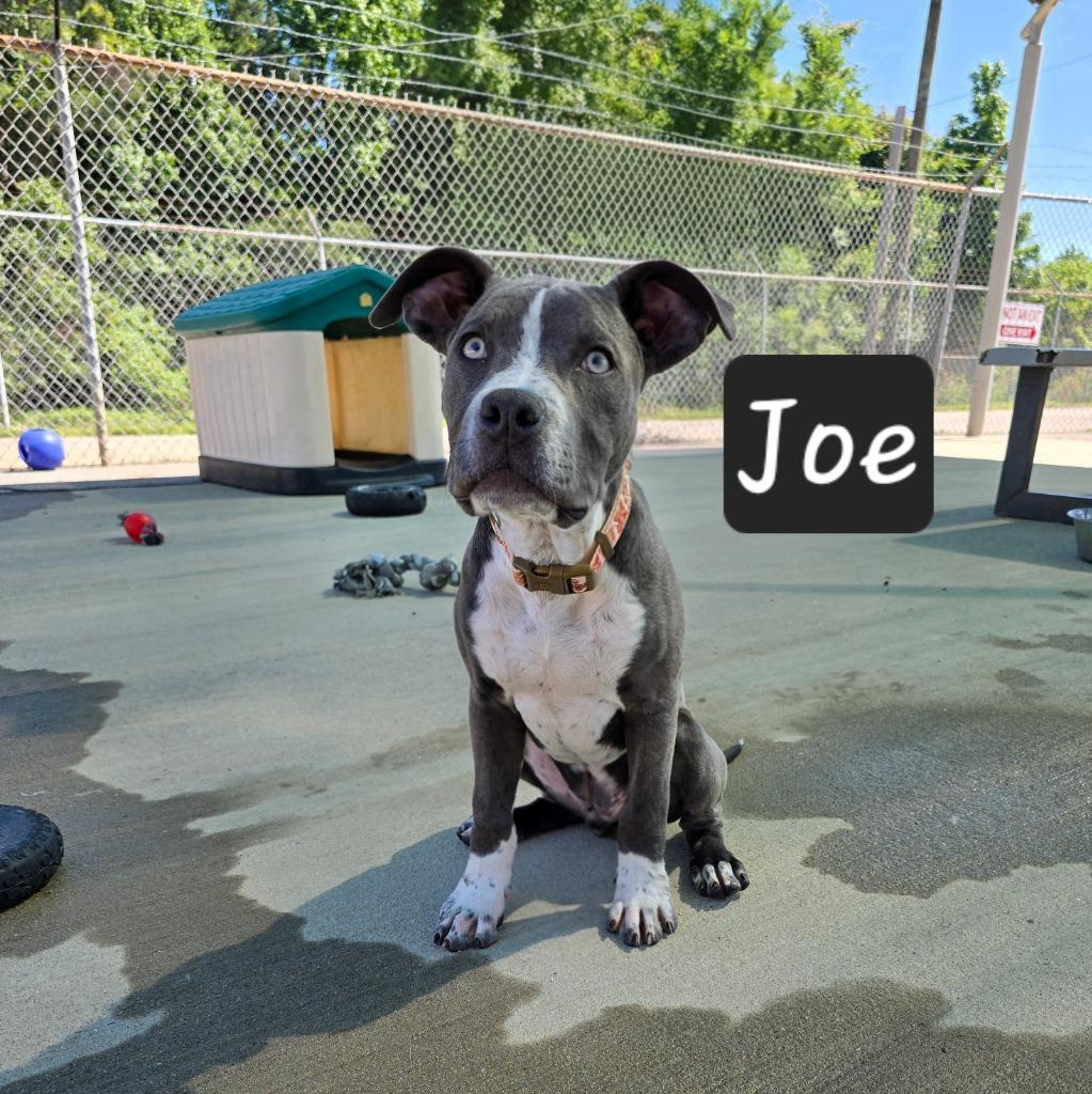 Enlarge Joe, a Adoptable Pit Bull Terrier in Maumelle, AR image 1/2