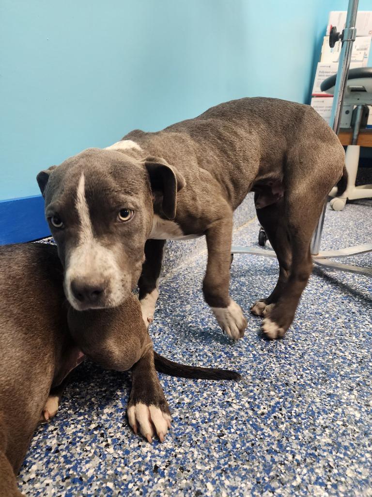 Enlarge Joe, a Adoptable Pit Bull Terrier in Maumelle, AR image 2/2