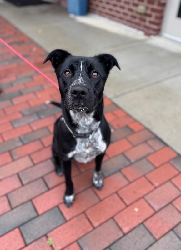 Night Time, a Adoptable mixed breed in Disputanta, VA image 1/3