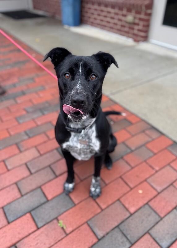 Night Time, a Adoptable mixed breed in Disputanta, VA image 2/3