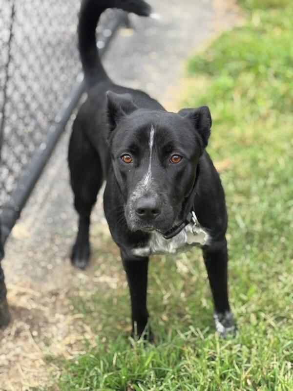 Night Time, a Adoptable mixed breed in Disputanta, VA image 3/3