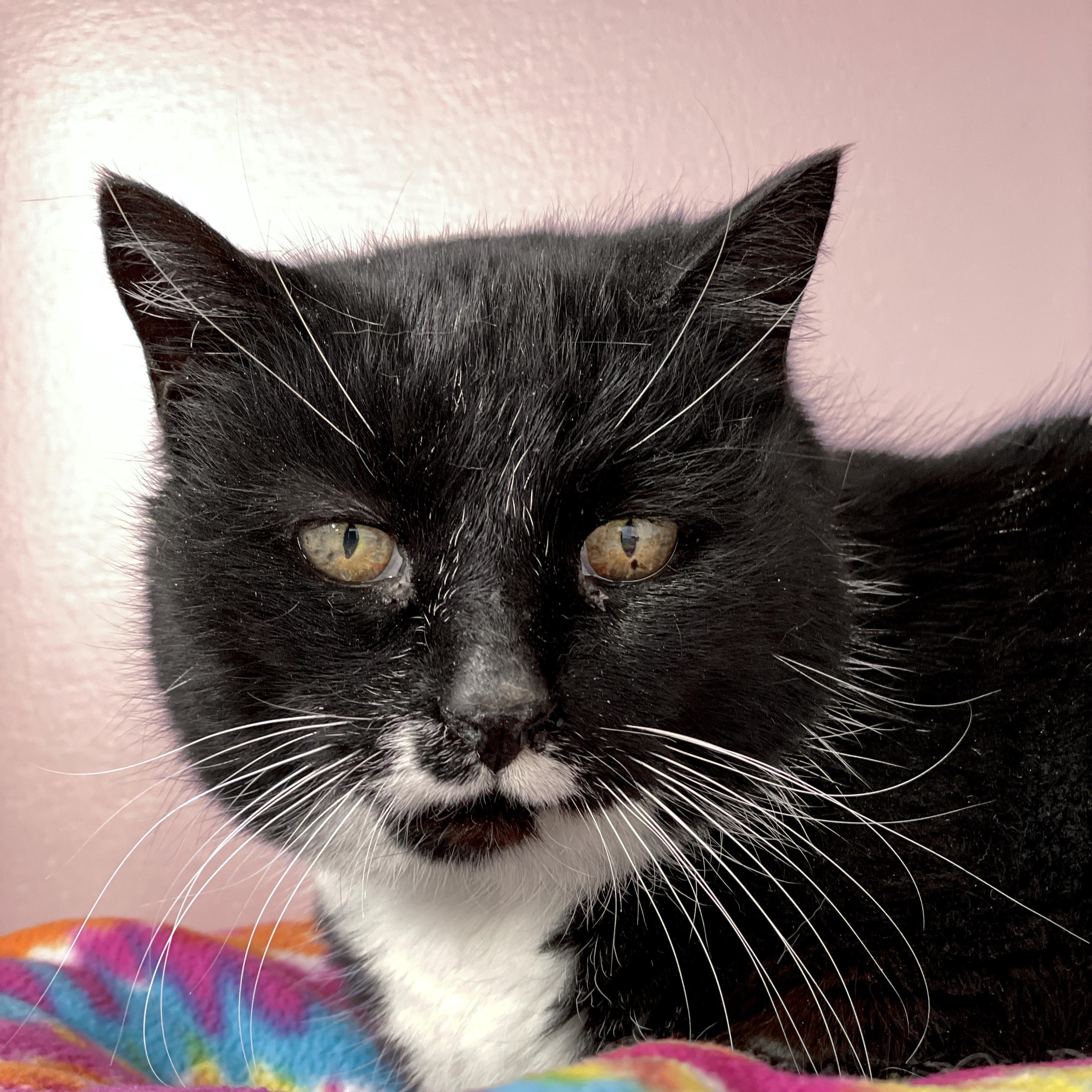 Bootsie, a Adoptable Domestic Short Hair in Charles Town, WV image 1/4